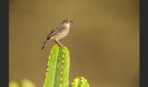 Rotscheitel-Cistensänger (Cisticola chiniana)