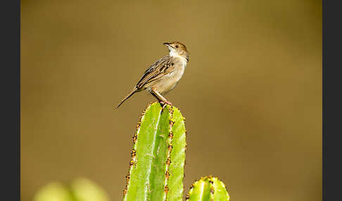 Rotscheitel-Cistensänger (Cisticola chiniana)