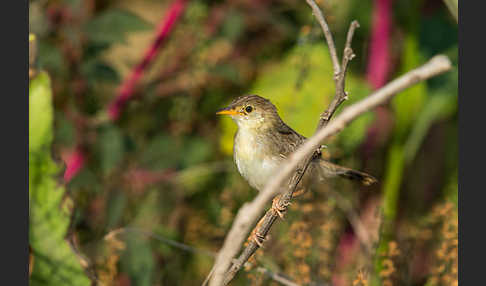 Rotscheitel-Cistensänger (Cisticola chiniana)