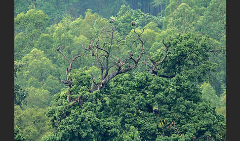 Weißrückengeier (Gyps africanus)