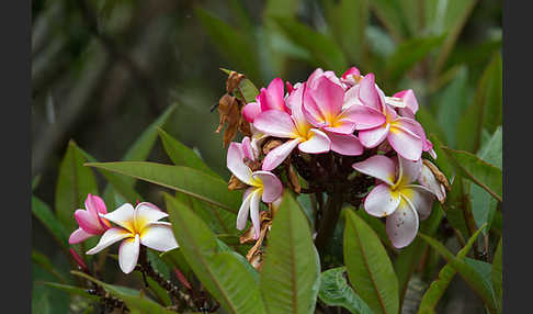 Tempelbaum (Plumeria)