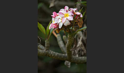 Tempelbaum (Plumeria)