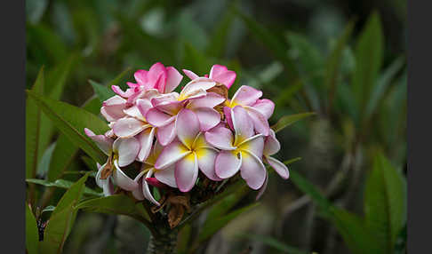 Tempelbaum (Plumeria)