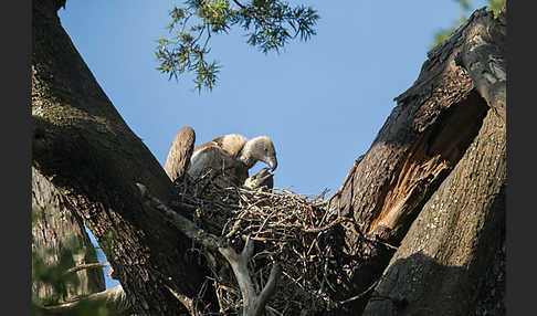 Weißrückengeier (Gyps africanus)