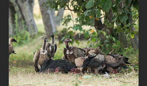 Weißrückengeier (Gyps africanus)