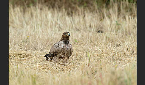 Savannenadler (Aquila rapax)