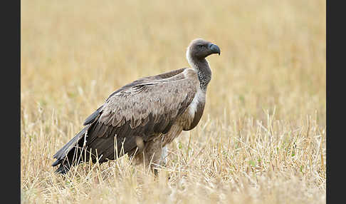 Weißrückengeier (Gyps africanus)