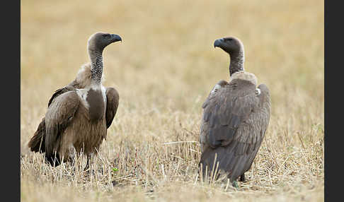 Weißrückengeier (Gyps africanus)