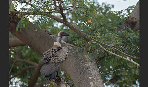 Weißrückengeier (Gyps africanus)