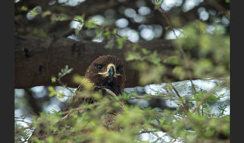 Savannenadler (Aquila rapax)