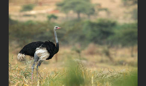 Somalistrauß (Struthio molybdophanes)