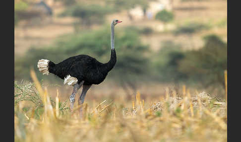 Somalistrauß (Struthio molybdophanes)