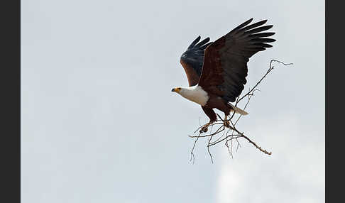 Schreiseeadler (Haliaeetus vocifer)