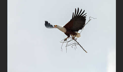 Schreiseeadler (Haliaeetus vocifer)