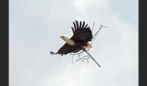 Schreiseeadler (Haliaeetus vocifer)