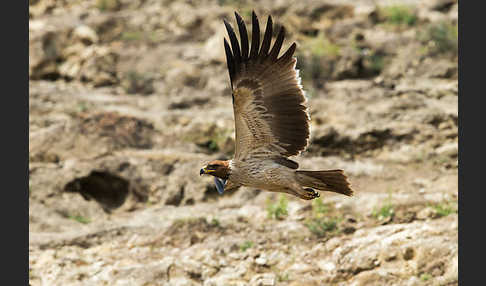 Savannenadler (Aquila rapax)