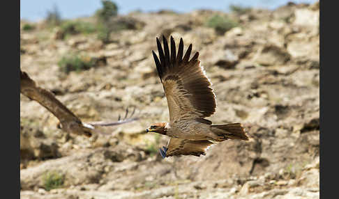 Savannenadler (Aquila rapax)