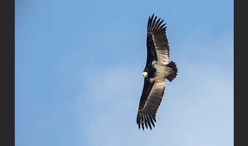 Wollkopfgeier (Trigonoceps occipitalis)