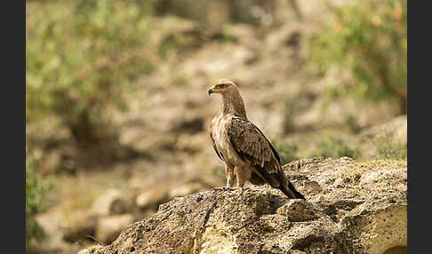 Savannenadler (Aquila rapax)