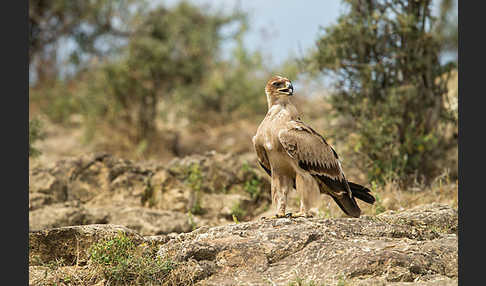 Savannenadler (Aquila rapax)