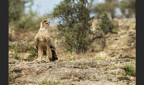 Savannenadler (Aquila rapax)