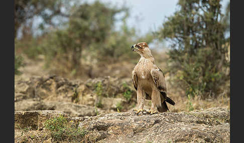 Savannenadler (Aquila rapax)