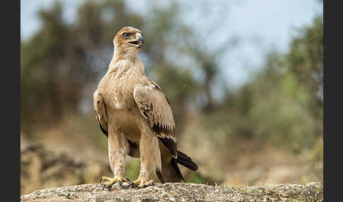 Savannenadler (Aquila rapax)