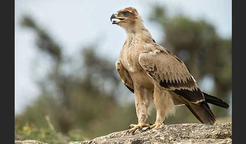 Savannenadler (Aquila rapax)