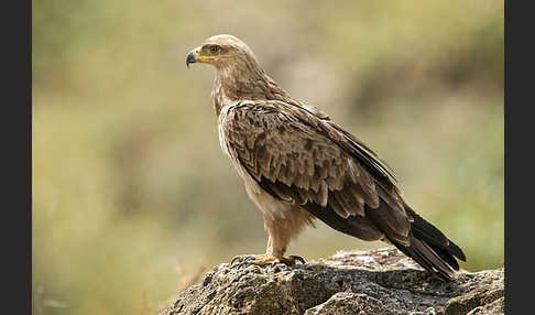 Savannenadler (Aquila rapax)