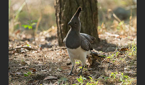 Weißbauch-Lärmvogel (Corythaixoides leucogaster)