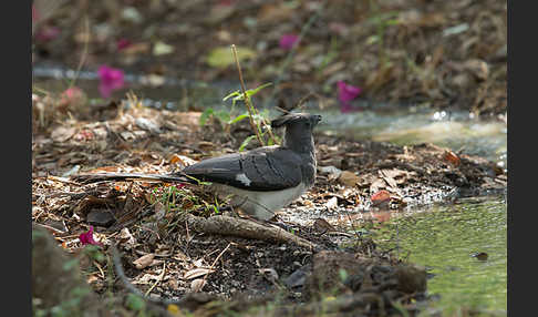 Weißbauch-Lärmvogel (Corythaixoides leucogaster)