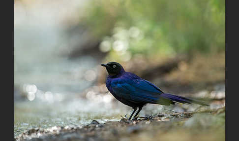 Schweifglanzstar (Lamprotornis purpuroptera)