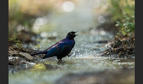 Schweifglanzstar (Lamprotornis purpuroptera)