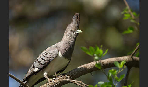 Weißbauch-Lärmvogel (Corythaixoides leucogaster)