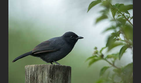 Trauerwürger (Laniarius funebris)