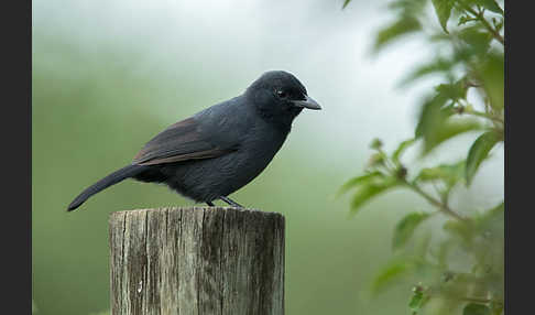 Trauerwürger (Laniarius funebris)