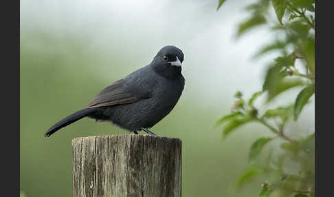 Trauerwürger (Laniarius funebris)