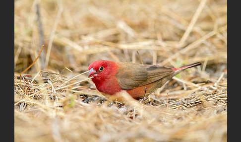 Senegalamarant (Lagonosticta senegala)