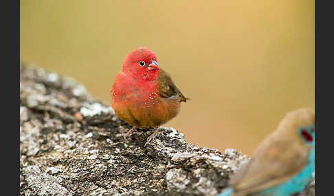 Senegalamarant (Lagonosticta senegala)