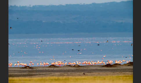 Zwergflamingo (Phoeniconaias minor)