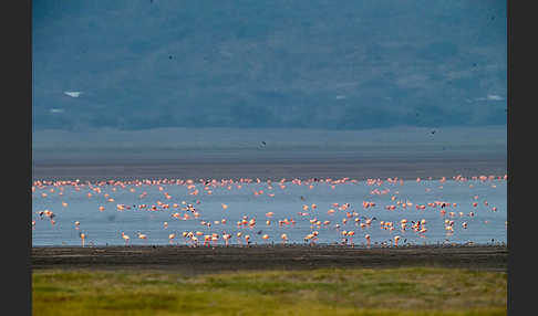 Zwergflamingo (Phoeniconaias minor)