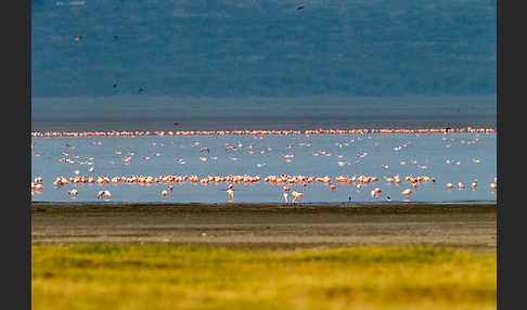 Zwergflamingo (Phoeniconaias minor)