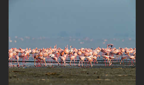 Zwergflamingo (Phoeniconaias minor)