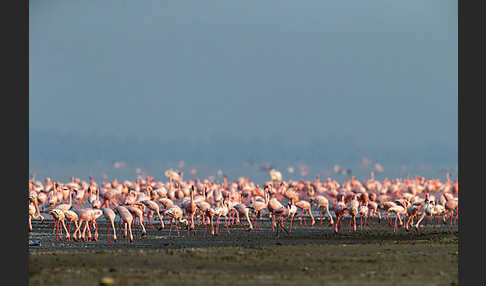 Zwergflamingo (Phoeniconaias minor)