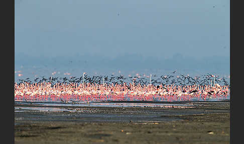 Kampfläufer (Philomachus pugnax)
