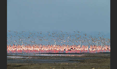 Kampfläufer (Philomachus pugnax)