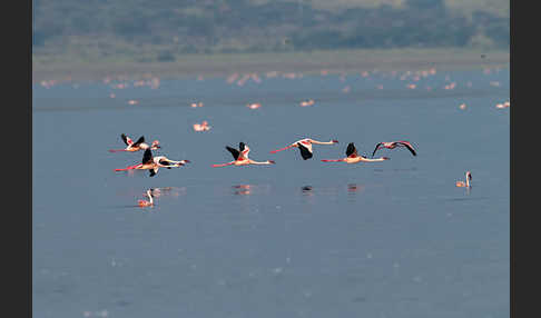 Zwergflamingo (Phoeniconaias minor)