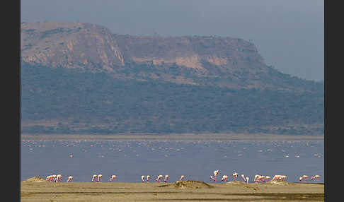 Zwergflamingo (Phoeniconaias minor)