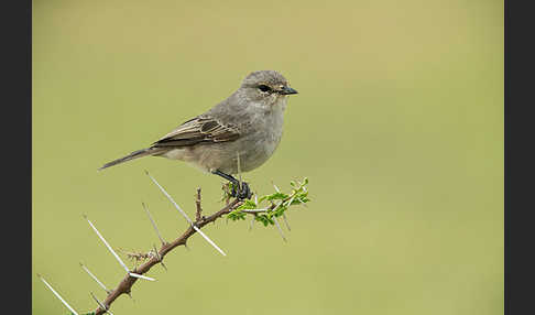 Strichelkopfschnäpper (Bradornis microrhynchus)