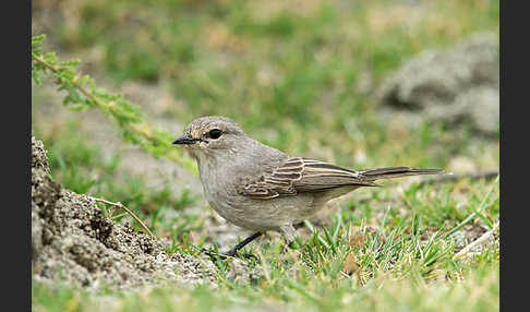 Strichelkopfschnäpper (Bradornis microrhynchus)